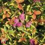 Spiraea japonica 'Firelight'