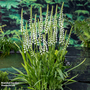 Spiranthes cernua 'Chadd's Ford' (Marginal Aquatic)