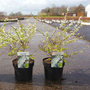 Spiraea prunifolia 'Goldfire'