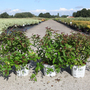 Spiraea japonica 'Double Play Red'