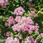 Spiraea japonica 'Little Princess'