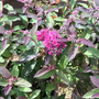 Spiraea japonica 'Merlo Green'