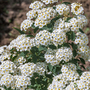 Spiraea nipponica 'Snowmound'
