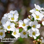 Spiraea thunbergii