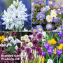 Spring Splash Bulb Bundle