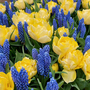 Spring Bulb Collection 'Perfume Horizon Mix'