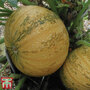 Squash 'Silver Dust' (Winter)