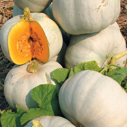 Pumpkin 'Grey Ghost' F1 - Seeds