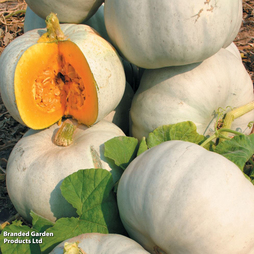 Pumpkin 'Grey Ghost' F1 - Seeds