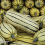 Squash 'Honeyboat' (Winter) - Seeds
