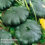 Patty Pan Squash 'Green Disc' F1 - Kew Veg Seeds