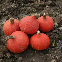 Squash 'Kabocha Sun Spot' F1 - Seeds