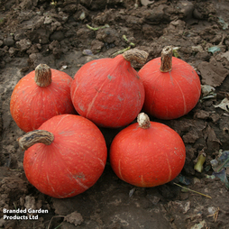 Squash 'Kabocha Sun Spot' F1 - Seeds