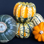 Squash 'Winter Celebration Mix' F1 Hybrid - Seeds