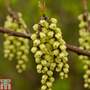 Stachyurus praecox