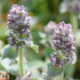 Stachys byzantina 'Silky Fleece'