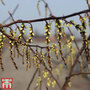 Stachyurus chinensis 'Celina'