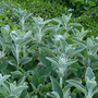 Stachys byzantina 'Big Ears'