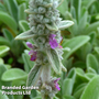 Stachys lanata