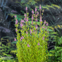 Stachys palustris (Marginal Aquatic)