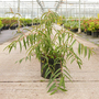 Stachyurus salicifolius