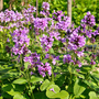 Stachys macrantha 'Superba'