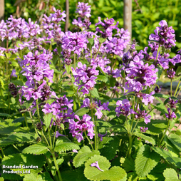 Stachys macrantha 'Superba'