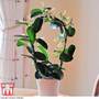 Stephanotis floribunda On A Hoop
