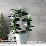The Madagascar Jasmine - Gift