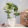 Stephanotis floribunda on a Hoop - Gift