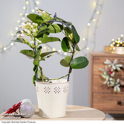 Stephanotis floribunda on a Hoop - Gift