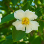 Stewartia pseudocamellia