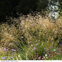 Stipa gigantea
