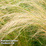 Stipa tenuissima 'Ponytails'