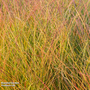 Anemanthele lessoniana