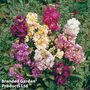 Stocks 'Ten Week Stocks Mixed' - Easy Grow Seed Range