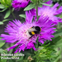 Stokesia 'Amethyst'