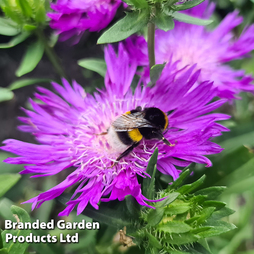 Stokesia 'Amethyst'