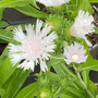 Stokesia leavis 'Divinity'
