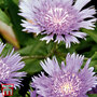 Stokesia laevis 'Mel's Blue'