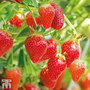 Strawberry 'Flamenco' (Everbearer/ All Season)