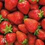 Strawberry 'Elsanta'