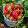 Strawberry 'Sweetheart'