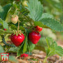 Strawberry 'Mara des Bois'