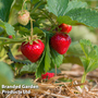 Strawberry 'Super Sweet Duo'