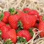 Strawberry 'Malling Ace'