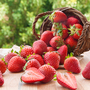 Strawberry 'Malling Centenary'
