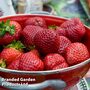 Strawberry 'Malling Champion'