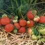 Strawberry 'Sonata'