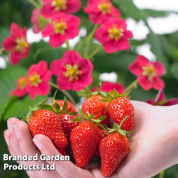 Grow Your Own Strawberry Collection